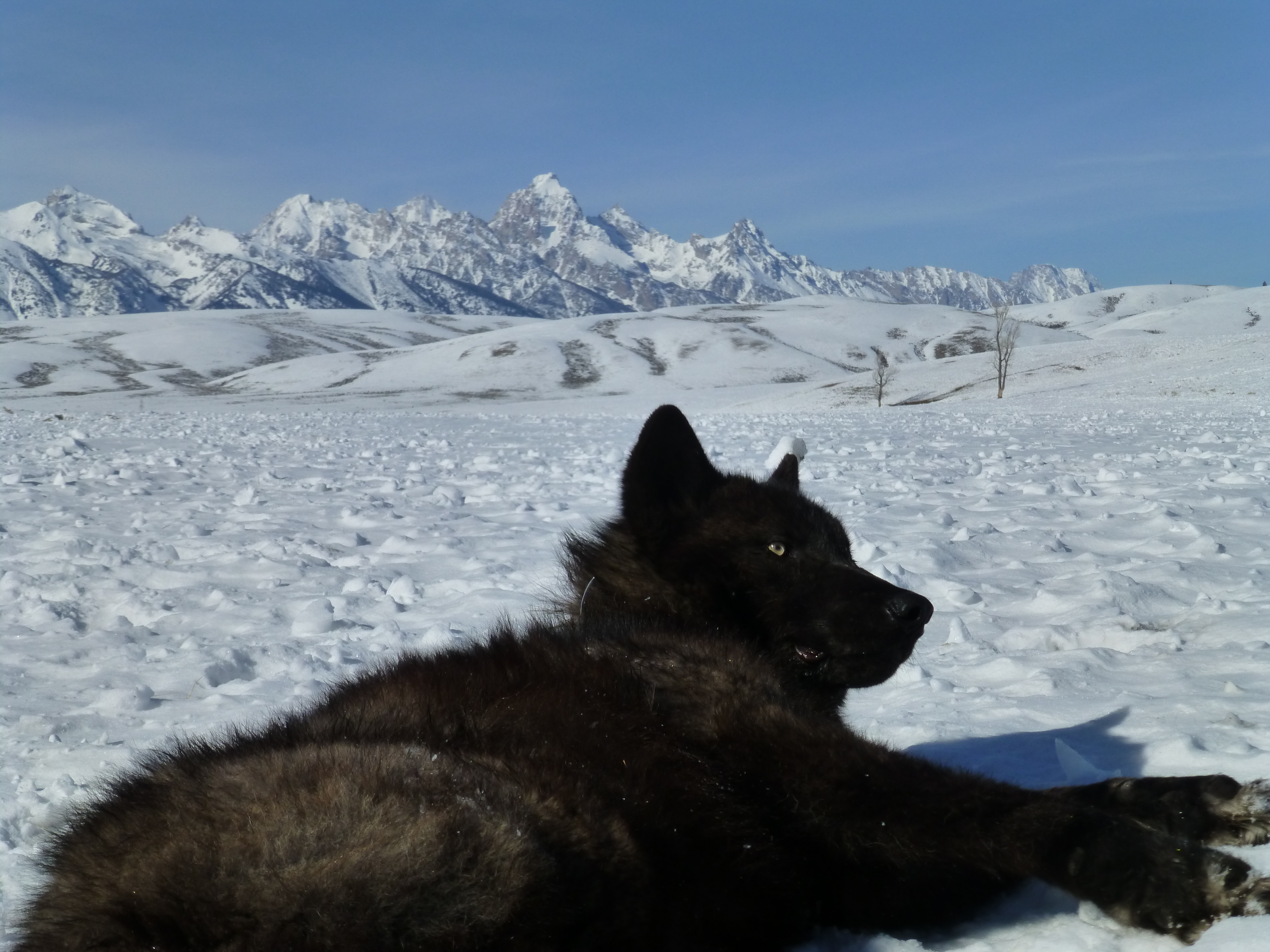 Schwarzer Wolf vor der Teton-Gebirgskette in Wyoming