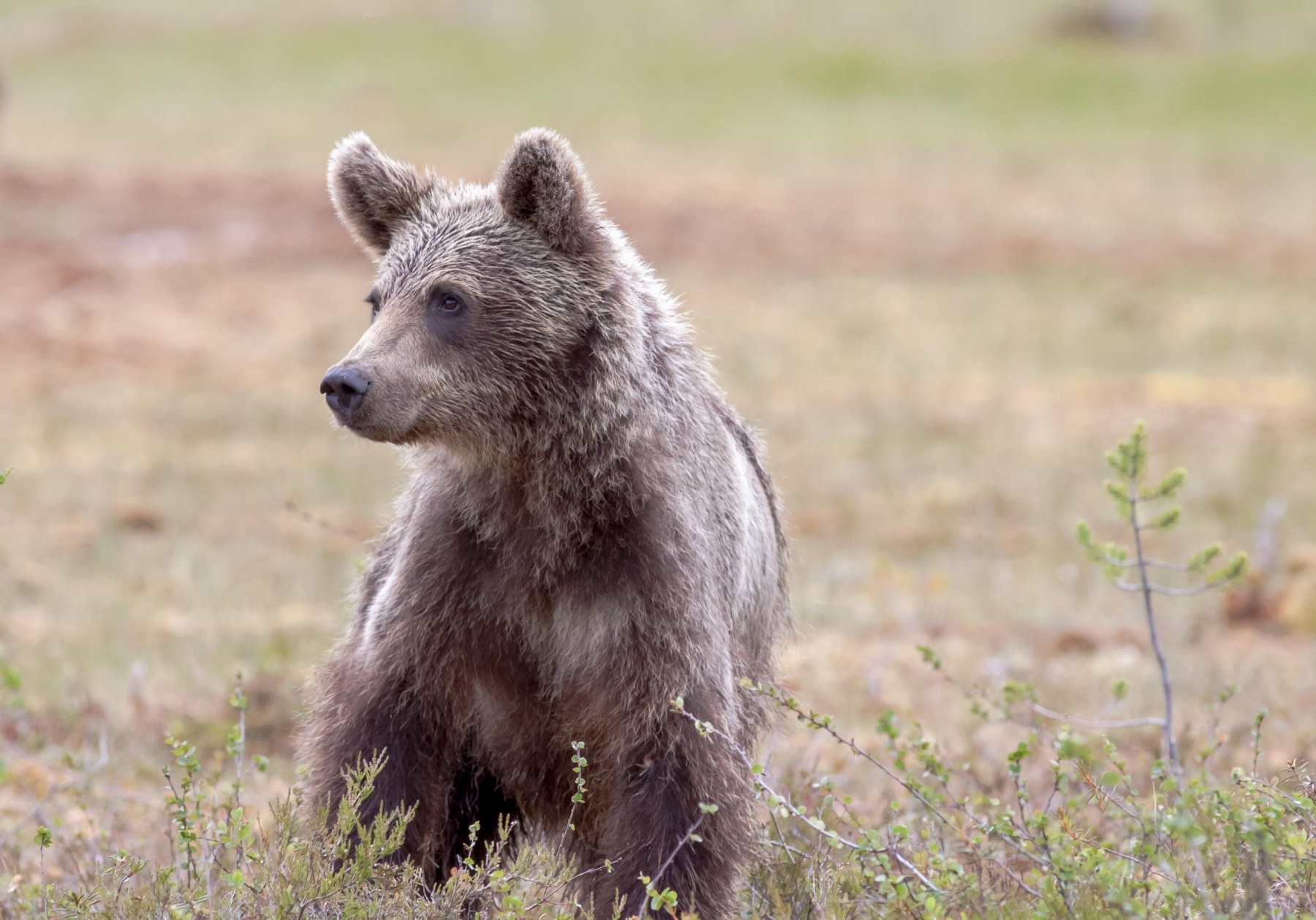 Braunbär als Symbolbild