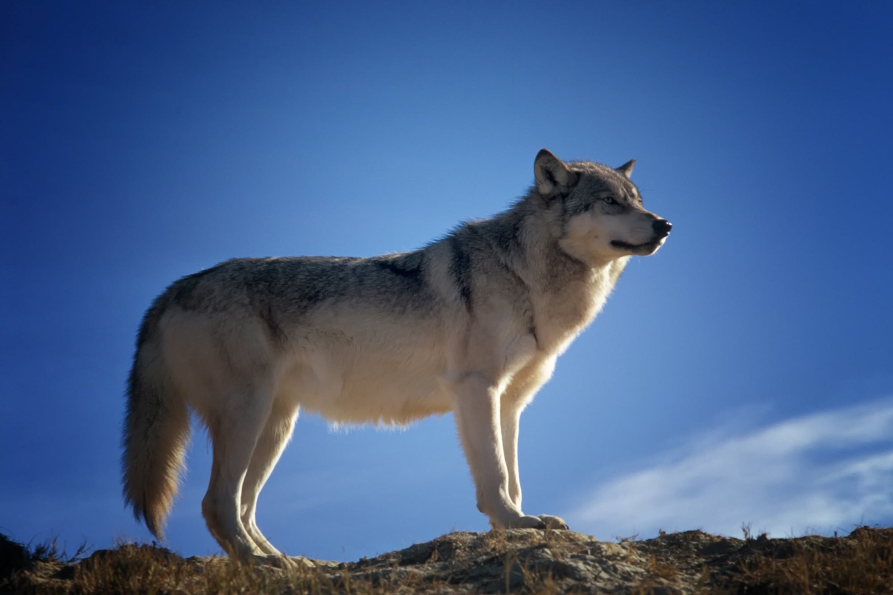 Wolf im winterlichen Gebirge als Symbolbild