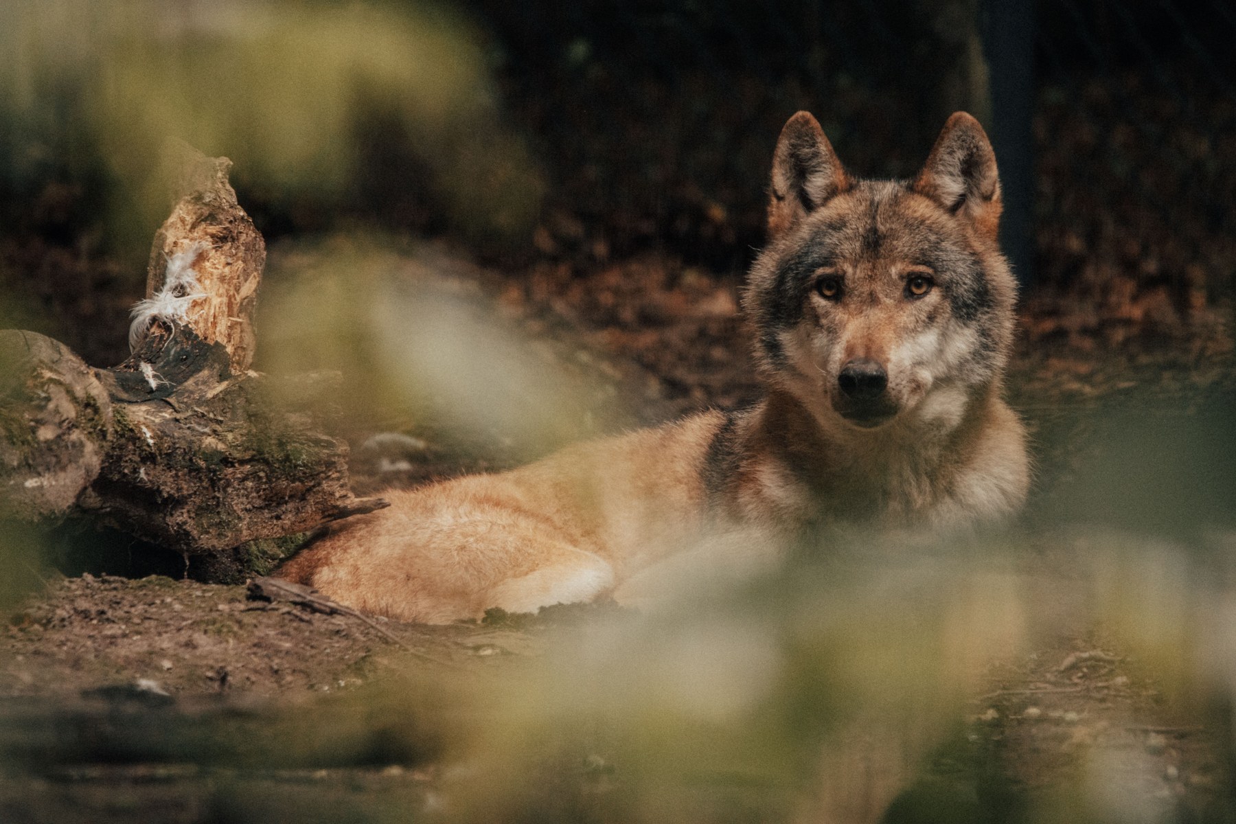 Wolf ruht im Wald