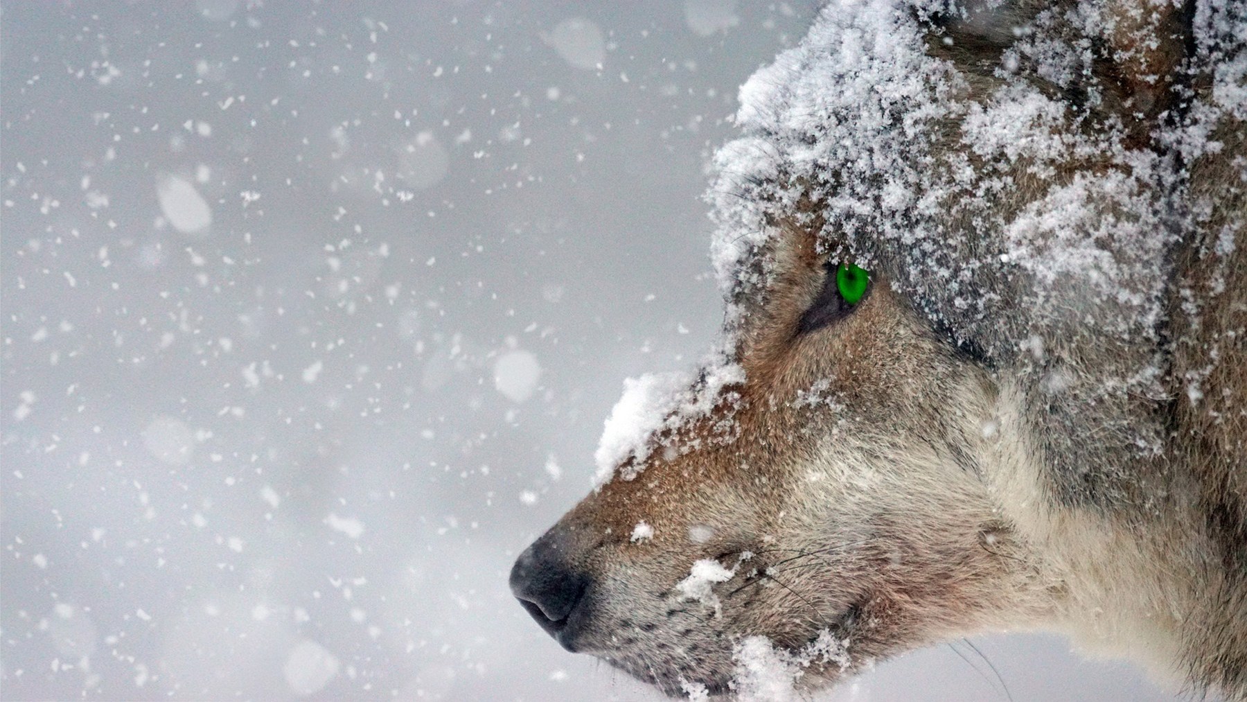 Wolf im Schneefall