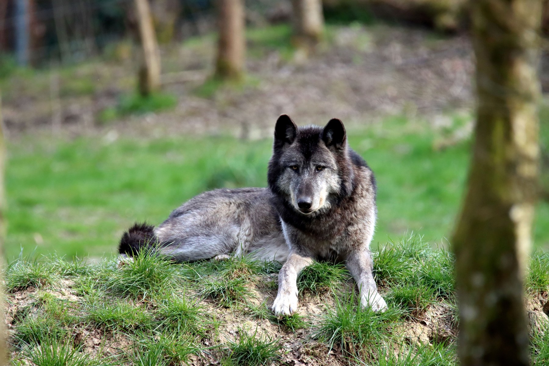 Wolf im Wald als Symbolbild
