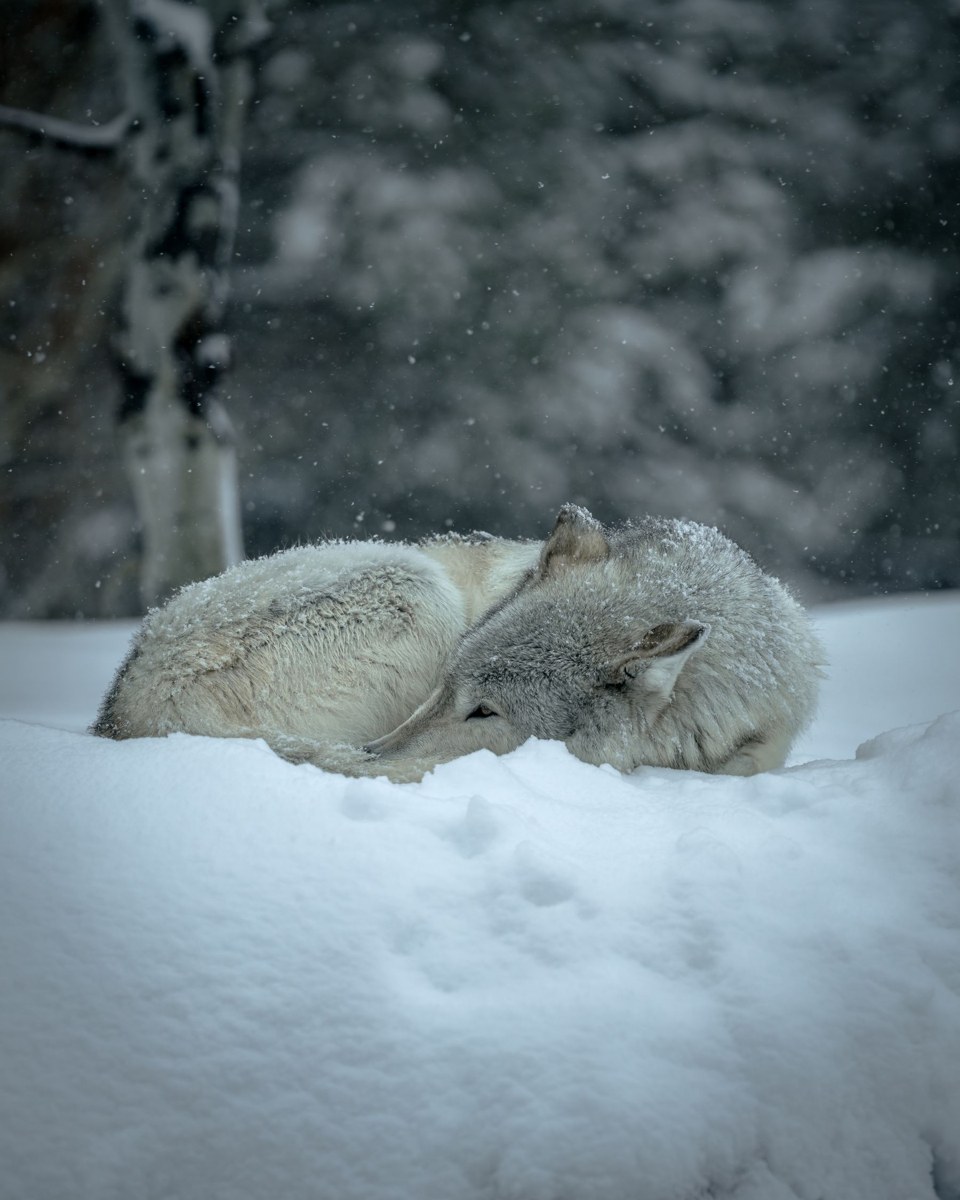 Ruhender Wolf im Schnee als Symbolbild