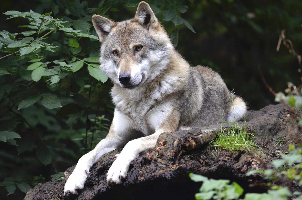 Ruhender Wolf vor grünem Waldhintergrund
