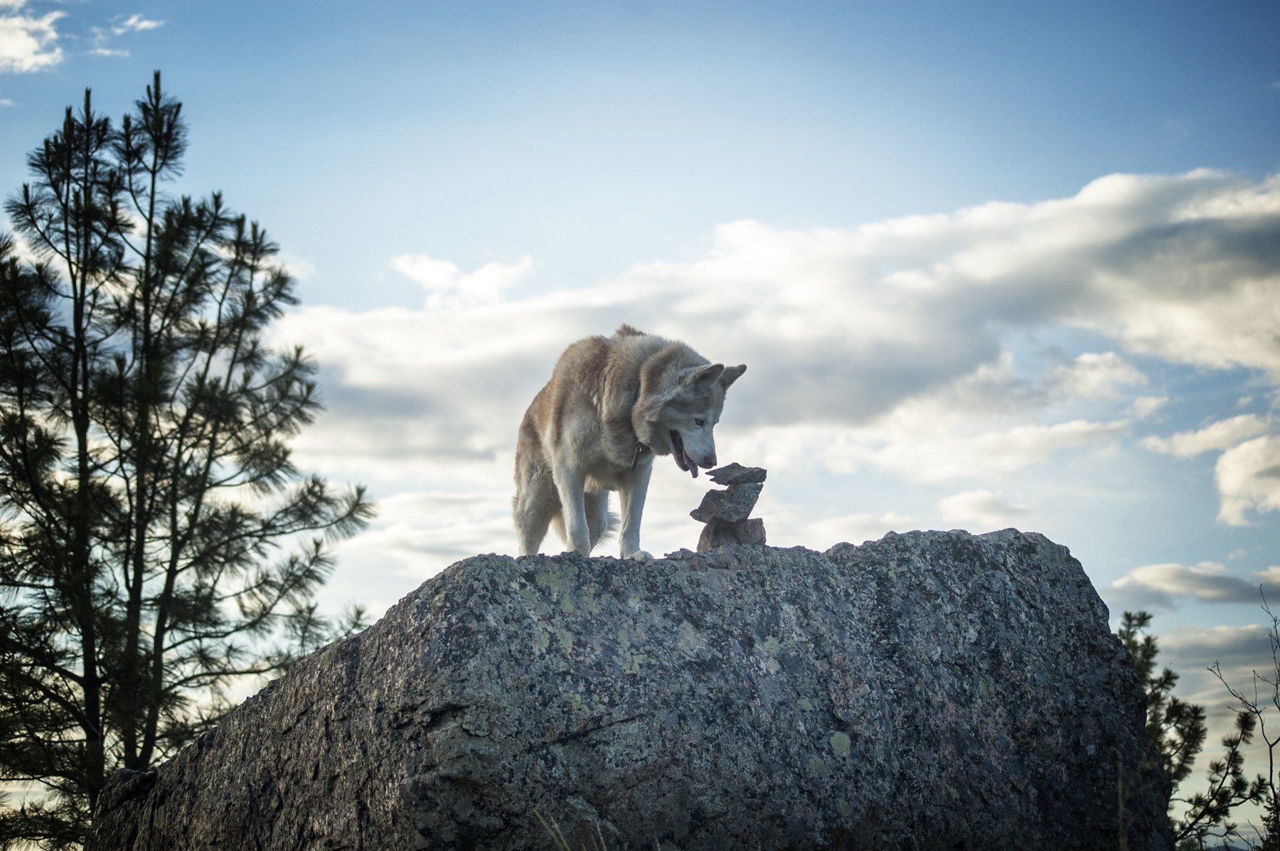 Wolf auf einem Felsen unter offenem Himmel