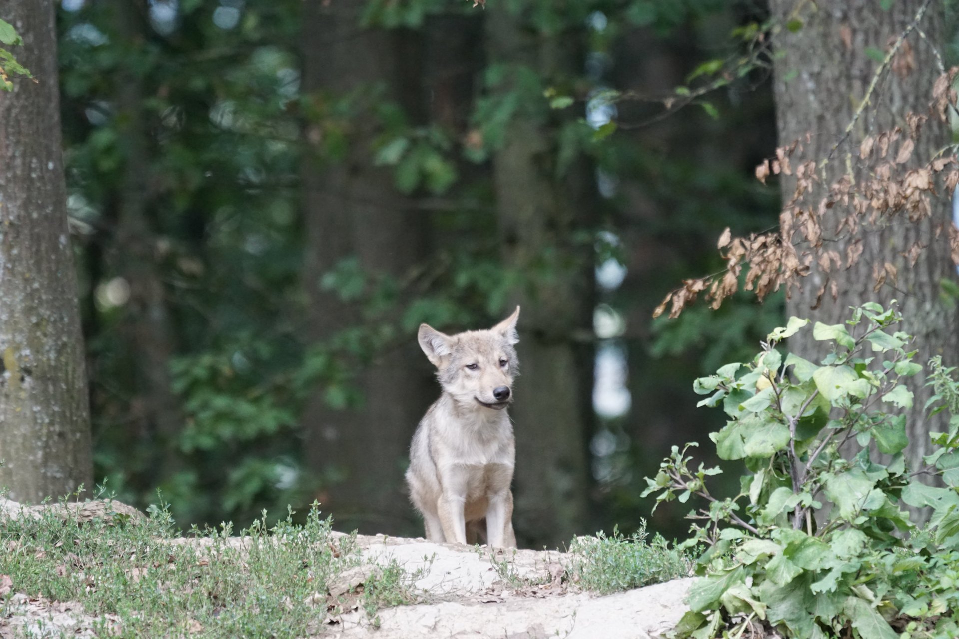 Junger Wolf in einem grünen Wald