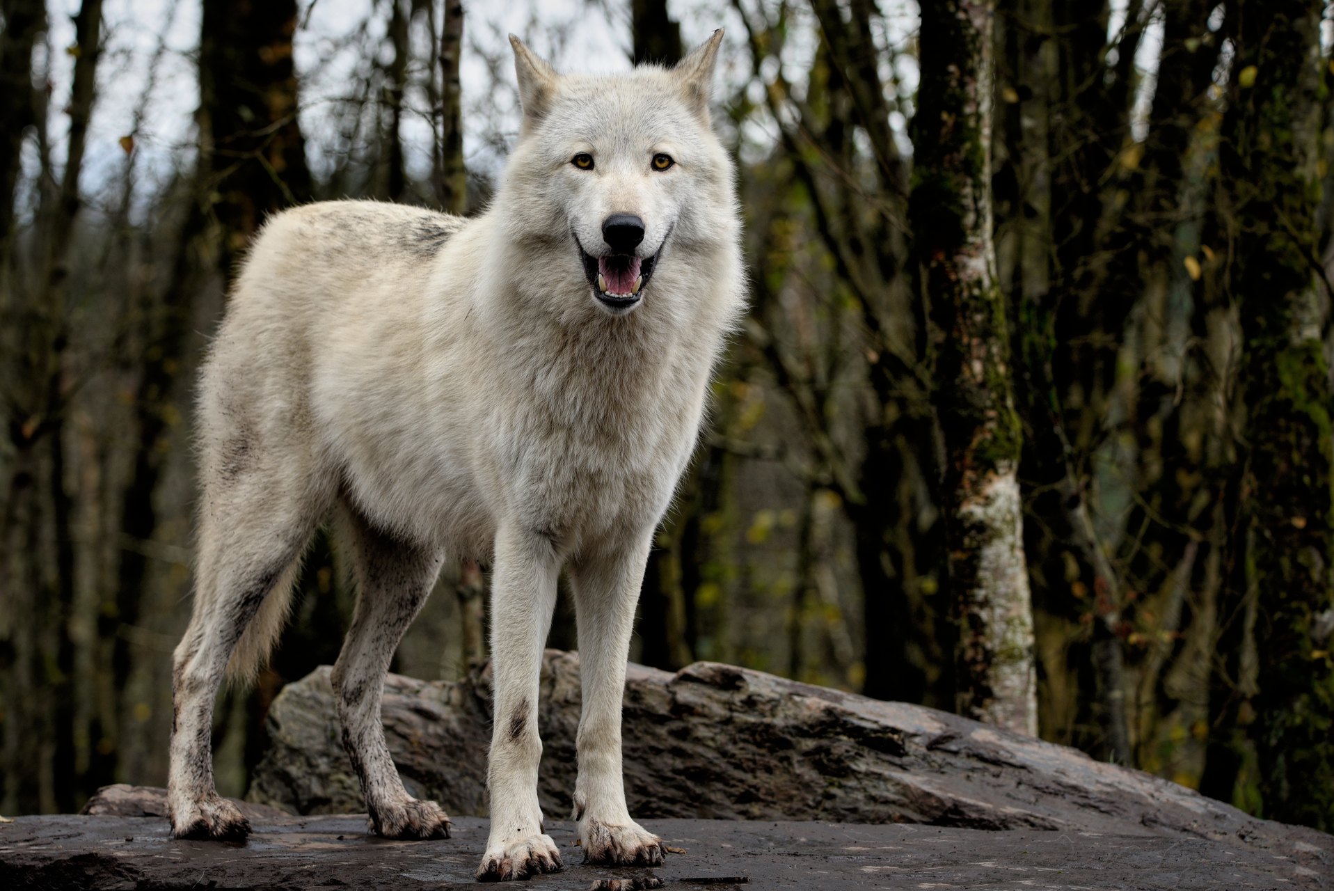 Heller Wolf in einem Wald