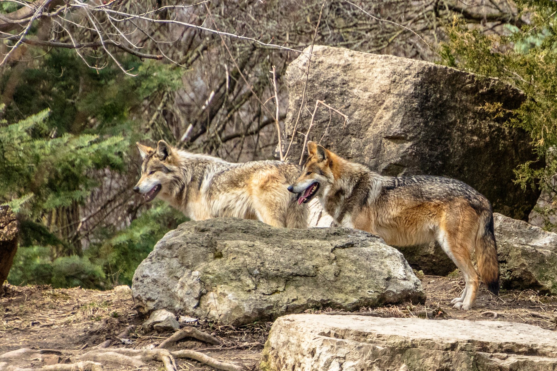 Zwei Wölfe zwischen Felsen und Bäumen
